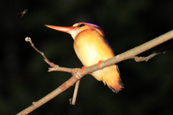 Rufous-Backed Kingfisher